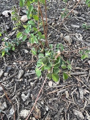 Symphoricarpos orbiculatus