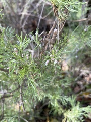 Aceria paracalifornica