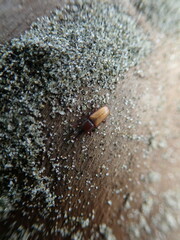 Mesites pallidipennis