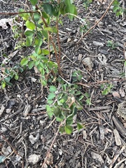 Symphoricarpos orbiculatus