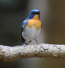 Cyornis sumatrensis