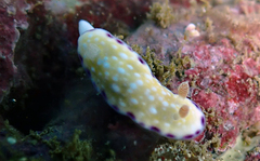 Goniobranchus albopustulosus