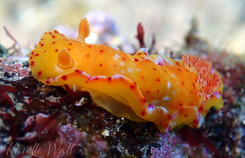 Hexabranchus sandwichensis