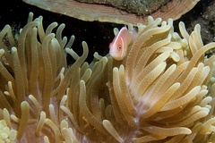 Amphiprion perideraion