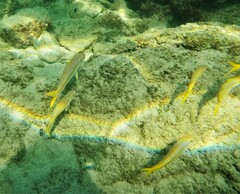 Mulloidichthys dentatus