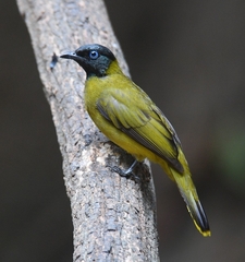 Brachypodius melanocephalos