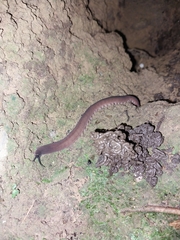 Macroperipatus torquatus