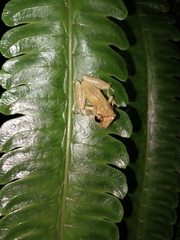 Fitzgerald's Marsupial Frog photo 2