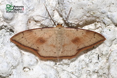 Idaea craspedota