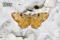 Monocerotesa strigata