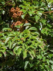 Leea guineensis