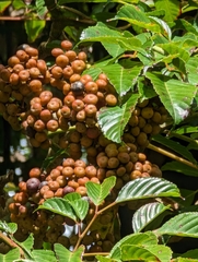 Leea guineensis