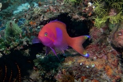 Pseudanthias pleurotaenia
