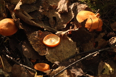 Lactarius aurantiacus