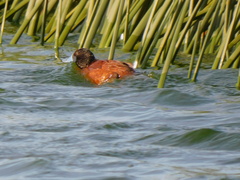 Oxyura ferruginea