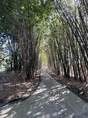 Bambusa oldhamii