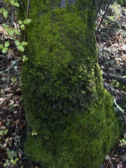 Dendroalsia