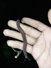 Macroperipatus torquatus