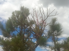 Tillandsia cucaensis