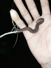 Macroperipatus torquatus