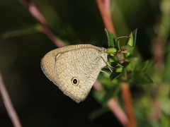 Ypthima arctous