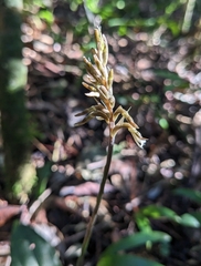 Cyclopogon elatus
