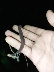 Macroperipatus torquatus