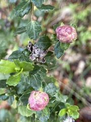 Rhopalomyia californica