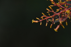 Palicourea padifolia