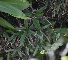 Xerophyta elegans