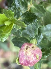 Rhopalomyia californica