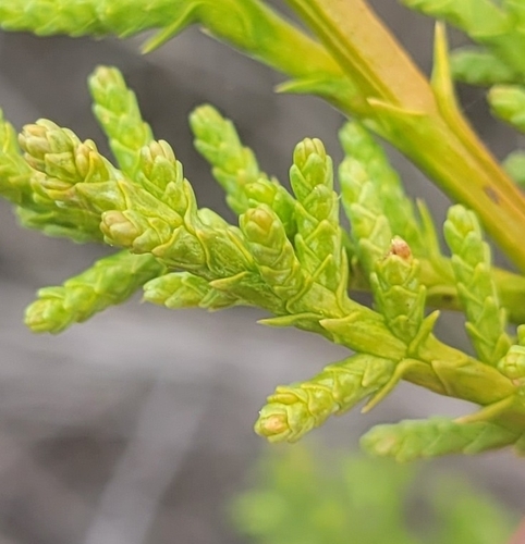 Hesperocyparis macrocarpa