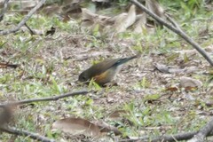 Tarsiger rufilatus