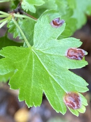 Ribesia sarae