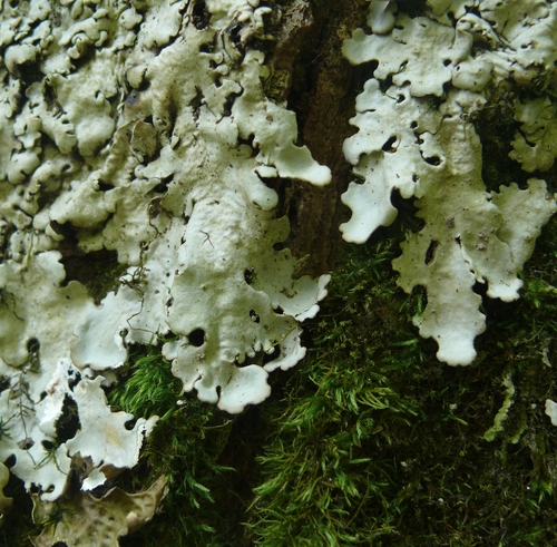 Giant Candlewax Lichen