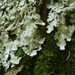 Lobaria amplissima - Photo (c) BerndH, some rights reserved (CC BY-SA)