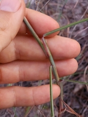 Schizachyrium maritimum