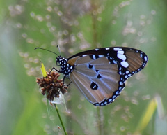 Danaus chrysippus orientis