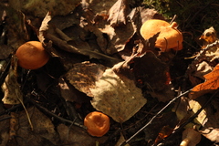 Lactarius aurantiacus