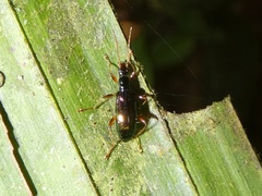 Statira