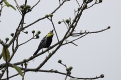 Machlolophus spilonotus