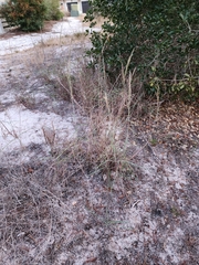 Schizachyrium maritimum