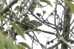 Picumnus innominatus