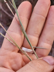 Schizachyrium maritimum