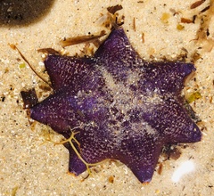 Asterinidae