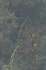 Psilopogon asiaticus