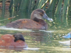 Oxyura ferruginea