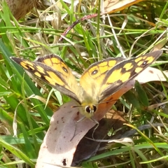 Heteronympha penelope