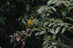 Pericrocotus brevirostris