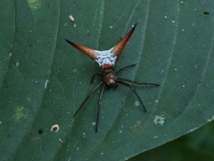 Micrathena militaris